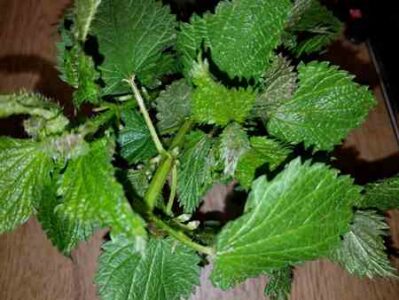 Wildcrafting 101: Wild Plants in Season Now